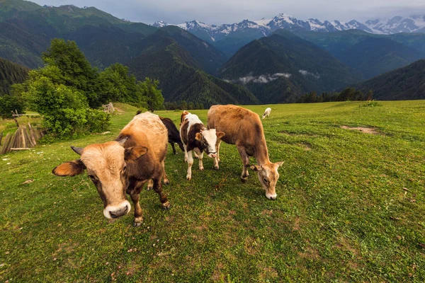 stock image Cows with the mountains range with clouds and storm clouds at the background. Caucasus Mountains, Svaneti region of Georgia.