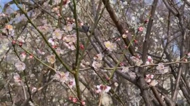 Güney Kore 'de Sakura ya da kiraz çiçeği parkı. 