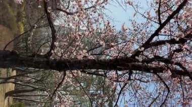 Güney Kore 'de Sakura ya da kiraz çiçeği parkı. Seokchon Gölü Parkı. Baharda kiraz ağaçları ve Lotte Dünya Kulesi.. 