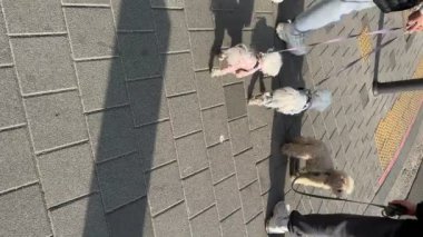 Kore, Seul 'de sokakta kostüm giymiş üç sevimli köpek yavrusu..