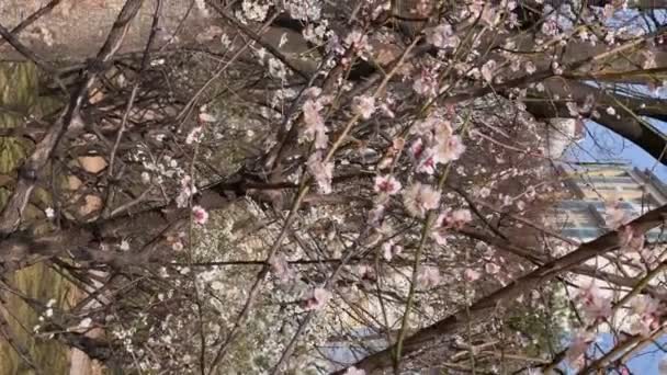 Sakura Parque Flores Cereja Sul Coréia — Vídeo de Stock