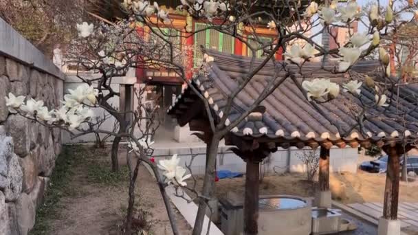 美しい開花ユラン マグノリア ユリの木マグノリア デンダタ マグノリア ヘプタペタは ボングヌサ寺院に大きな白い花を持つ古代中国のチューリップの木です — ストック動画