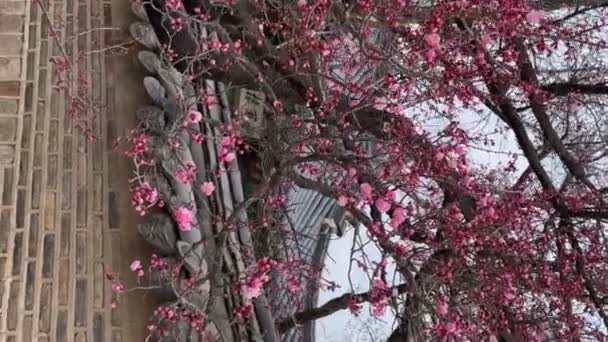 Sakura Tree Blooms Changgyeonggung Palace Palace Built King Sejong One — Stock Video