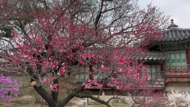 Drzewo Sakura Kwitnie Pałacu Changgyeonggung Pałac Został Zbudowany Przez Króla — Wideo stockowe