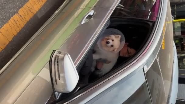 犬の襟を着て車の中で犬 — ストック動画