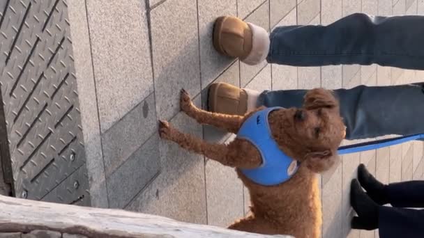 Hund Mit Blauer Hundeleine Auf Der Straße — Stockvideo