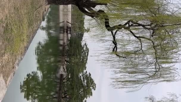韓国ソウルの春の景福宮と桜 — ストック動画
