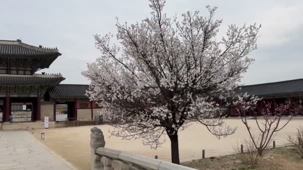 Παλάτι Gyeongbokgung Και Άνθη Κερασιάς Την Άνοιξη Στη Σεούλ Της — Αρχείο Βίντεο