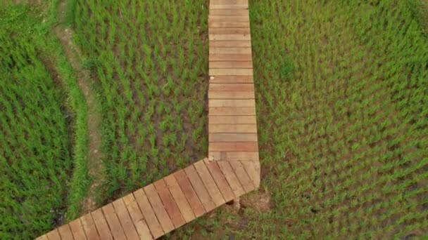 Honan Står Träbron Över Det Gröna Risfältet Laos Flagga Stången — Stockvideo