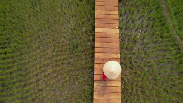 Женщина Стоит Деревянном Мосту Над Зеленым Рисовым Полем Лаосский Флаг — стоковое видео