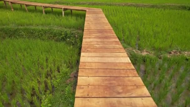 Женщина Стоит Деревянном Мосту Над Зеленым Рисовым Полем Лаосский Флаг — стоковое видео
