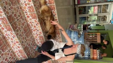 Kız sevgiyle köpeği yerde besliyor. Luang Prabang, Laos - 03 Mart 2023. 