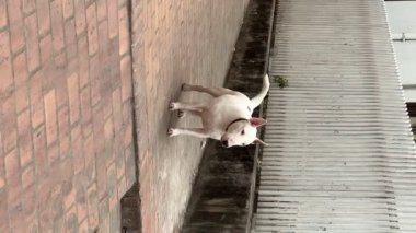 Luang Prabang 'ın eski sokaklarında, Luang Prabang, Laos' ta geleneksel tarz evleri ve elektrik kabloları olan Pitbull. Tarihi sömürge Fransız mimarisi.