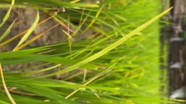 Yeşil pirinç tarlasının üzerindeki tahta köprü. Pirinç Terası ve Çiftçiler Tarım Pirinç Tarlasında Kulübe.