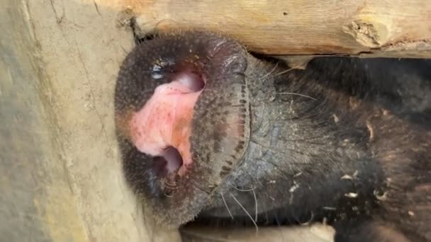 Closeup Pig Nose Pigsty Ecological Pigs Piglets Domestic Farm Pigs — Stock Video