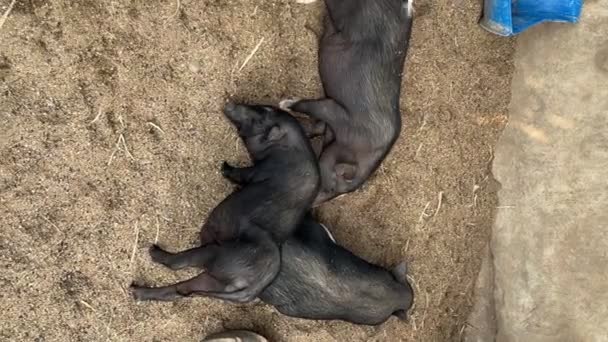 ブタの鼻を閉じる 国内の農場で生態学的な豚と豚 工場の豚 — ストック動画