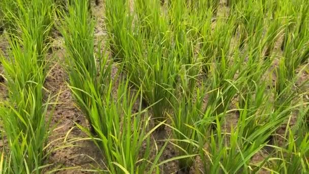 Yeşil Pirinç Tarlasının Üzerindeki Tahta Köprü Pirinç Terası Çiftçiler Tarım — Stok video