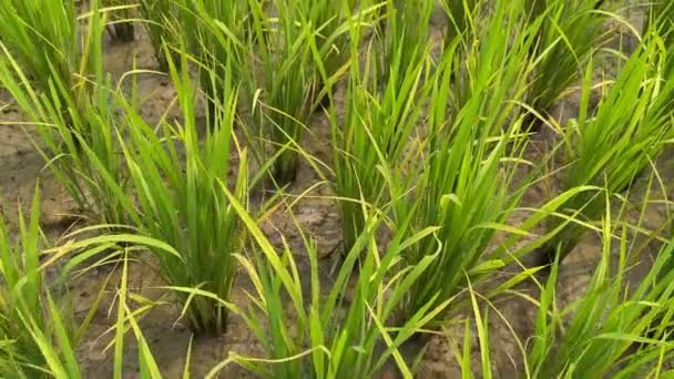 Wooden Bridge Green Rice Field Rice Terrace Farmers Hut Agriculture — Stock Video