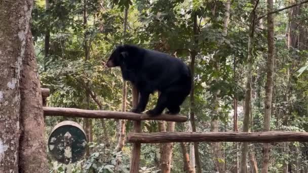 Czarny Niedźwiedź Azjatycki Ochronie Zwierząt Wodospady Tat Kuang Luang Prabang — Wideo stockowe