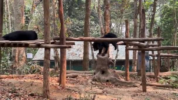 動物保護のアジアの黒クマ クアン Si滝 ルアンパバーン ラオス — ストック動画