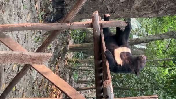 Asian Black Bear Animal Conservation Tat Kuang Waterfalls Luang Prabang — Stock Video