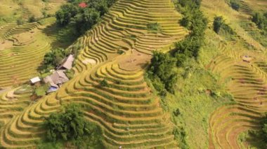 Pirinç toplama zamanı. Sapa yakınlarındaki manzaralı pirinç tarlası. Mu Cang Chai pirinç tarlaları Vietnam 'da dağın eteklerine uzanıyor..