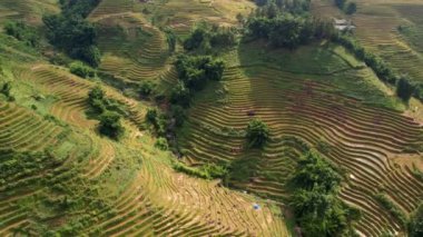 Pirinç toplama zamanı. Sapa yakınlarındaki manzaralı pirinç tarlası. Mu Cang Chai pirinç tarlaları Vietnam 'da dağın eteklerine uzanıyor..