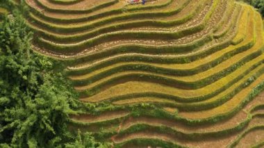 Pirinç toplama zamanı. Sapa yakınlarındaki manzaralı pirinç tarlası. Mu Cang Chai pirinç tarlaları Vietnam 'da dağın eteklerine uzanıyor..