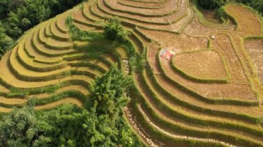 Pirinç toplama zamanı. Sapa yakınlarındaki manzaralı pirinç tarlası. Mu Cang Chai pirinç tarlaları Vietnam 'da dağın eteklerine uzanıyor..