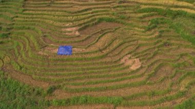 Pirinç toplama zamanı. Sapa yakınlarındaki manzaralı pirinç tarlası. Mu Cang Chai pirinç tarlaları Vietnam 'da dağın eteklerine uzanıyor..