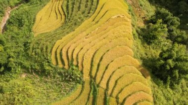 Pirinç toplama zamanı. Sapa yakınlarındaki manzaralı pirinç tarlası. Mu Cang Chai pirinç tarlaları Vietnam 'da dağın eteklerine uzanıyor..