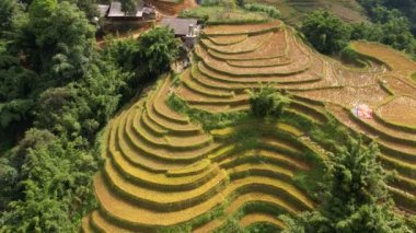 Pirinç toplama zamanı. Sapa yakınlarındaki manzaralı pirinç tarlası. Mu Cang Chai pirinç tarlaları Vietnam 'da dağın eteklerine uzanıyor..