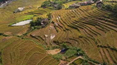 Pirinç toplama zamanı. Sapa yakınlarındaki manzaralı pirinç tarlası. Mu Cang Chai pirinç tarlaları Vietnam 'da dağın eteklerine uzanıyor..