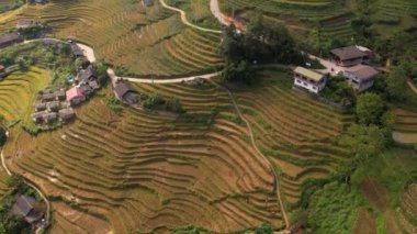 Pirinç toplama zamanı. Sapa yakınlarındaki manzaralı pirinç tarlası. Mu Cang Chai pirinç tarlaları Vietnam 'da dağın eteklerine uzanıyor..
