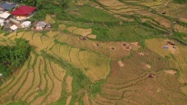 Pirinç toplama zamanı. Sapa yakınlarındaki manzaralı pirinç tarlası. Mu Cang Chai pirinç tarlaları Vietnam 'da dağın eteklerine uzanıyor..