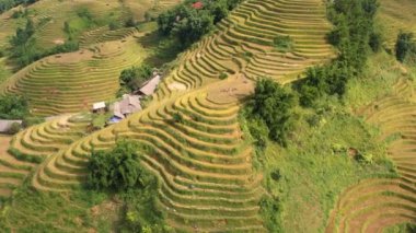 Pirinç toplama zamanı. Sapa yakınlarındaki manzaralı pirinç tarlası. Mu Cang Chai pirinç tarlaları Vietnam 'da dağın eteklerine uzanıyor..
