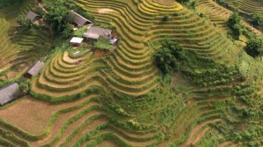 Pirinç toplama zamanı. Sapa yakınlarındaki manzaralı pirinç tarlası. Mu Cang Chai pirinç tarlaları Vietnam 'da dağın eteklerine uzanıyor..
