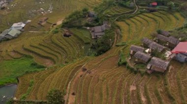 Pirinç toplama zamanı. Sapa yakınlarındaki manzaralı pirinç tarlası. Mu Cang Chai pirinç tarlaları Vietnam 'da dağın eteklerine uzanıyor..