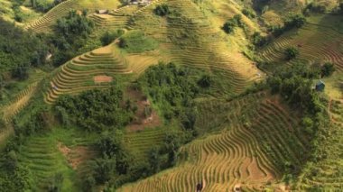 Pirinç toplama zamanı. Sapa yakınlarındaki manzaralı pirinç tarlası. Mu Cang Chai pirinç tarlaları Vietnam 'da dağın eteklerine uzanıyor..