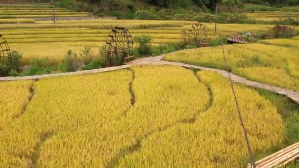 サパ近くの田んぼを風景にしました ベトナムの山腹に広がる猫村米畑 — ストック動画