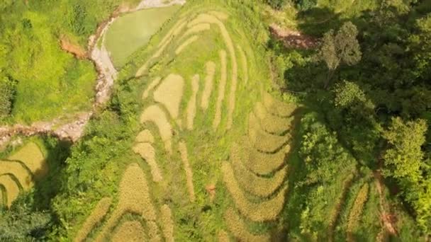 Čas Sklizně Rýže Krajina Terasovitě Rýžové Pole Poblíž Sapa Cang — Stock video