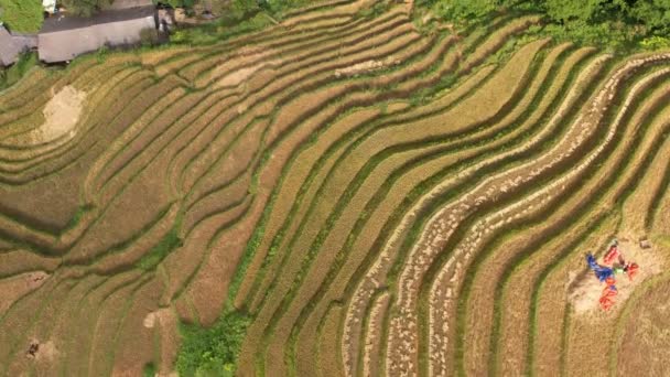 조경은 근처에 쌀밭을 테라스 Cang Chai 라이스 필드는 베트남의 있습니다 — 비디오
