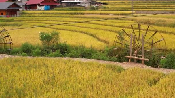 萨帕附近的梯田景观 越南山区的猫村稻田 — 图库视频影像
