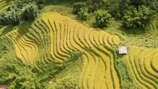 Pirinç Toplama Zamanı Sapa Yakınlarındaki Manzaralı Pirinç Tarlası Cang Chai — Stok video