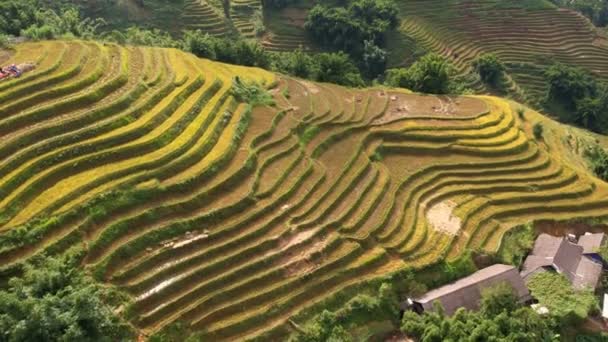 水稻收获时间 萨帕附近的梯田景观 穆仓柴稻田横跨越南的山坡 — 图库视频影像