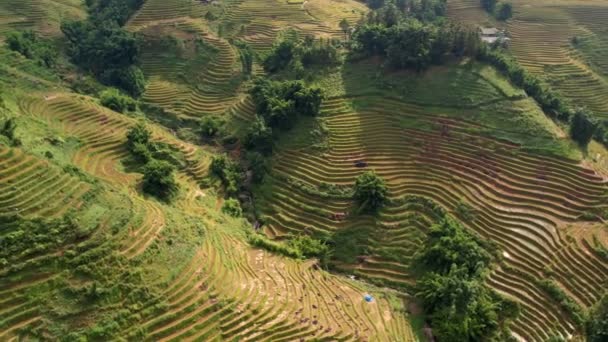 Zeit Für Die Reisernte Landschaft Terrassenförmiges Reisfeld Der Nähe Von — Stockvideo