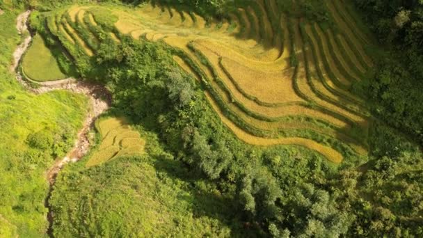 米の収穫時間 サパ近くの田んぼを風景にしました ベトナムの山腹に広がるムアンチャイ米畑 — ストック動画