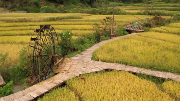 조경은 근처에 쌀밭을 테라스 베트남의 가로질러 뻗어있는 고양이 — 비디오