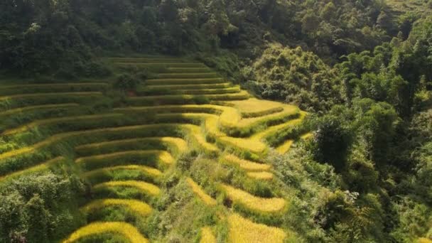 Pirinç Toplama Zamanı Sapa Yakınlarındaki Manzaralı Pirinç Tarlası Cang Chai — Stok video