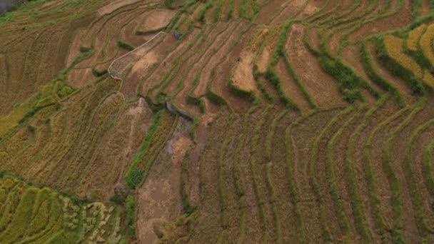 Rice Harvest Time Landscape Terraced Rice Field Sapa Cang Chai — Stock Video